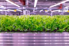 应用飞利浦LED生长灯本地生产、周年供应新鲜沙拉生菜