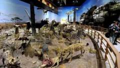 探班上海自然博物馆 | 这是我最接近侏罗纪的一次体验