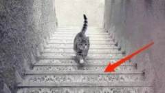 猫到底是在上楼还是下楼？解密！