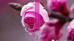 一个民族自己的颜色：壮族生态色谱