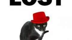 笑尿了：猫丢了，千万别找设计师朋友帮忙！