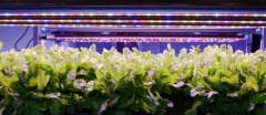 瑞典Heliospectra表明又一LED植物照明项目即将落地