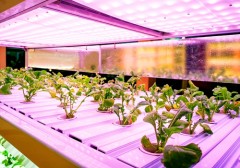 英飞特参股公司Agrify在美上市，植物照明发展增速！