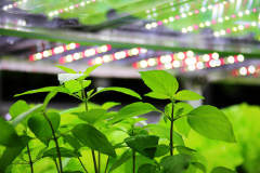 采用LED灯，国家电投首个智能植物工厂试产成功