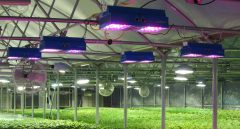 国盛证券：扩容动能充足 植物照明市场放量在即