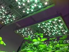 植物照明“真旺”还是“虚火”？超15家企业发声